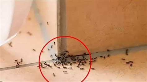 臥室油漆 家里有蚂蚁